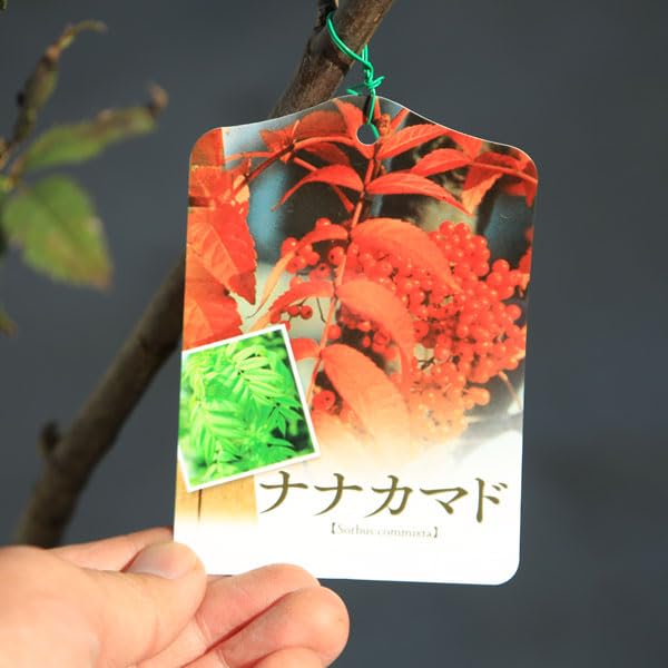 Amazon.co.jp: 庭木・植木：ナナカマド（ななかまど）七竈 特大株 現品